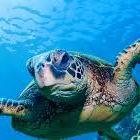 Snorkel Spots