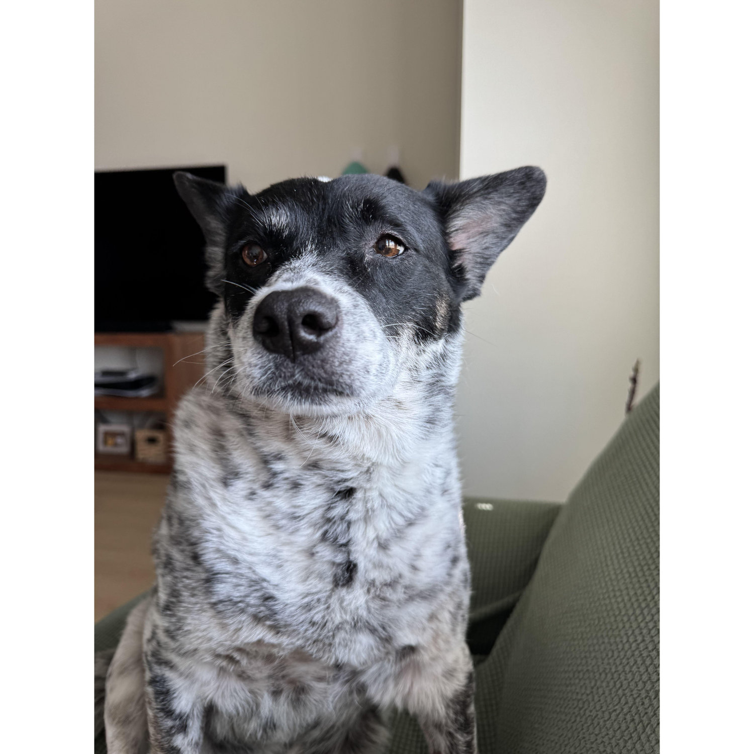 Our Dottie girl