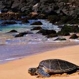 Laniakea Beach