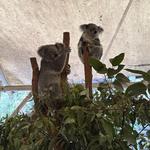 Lone Pine Koala Sanctuary
