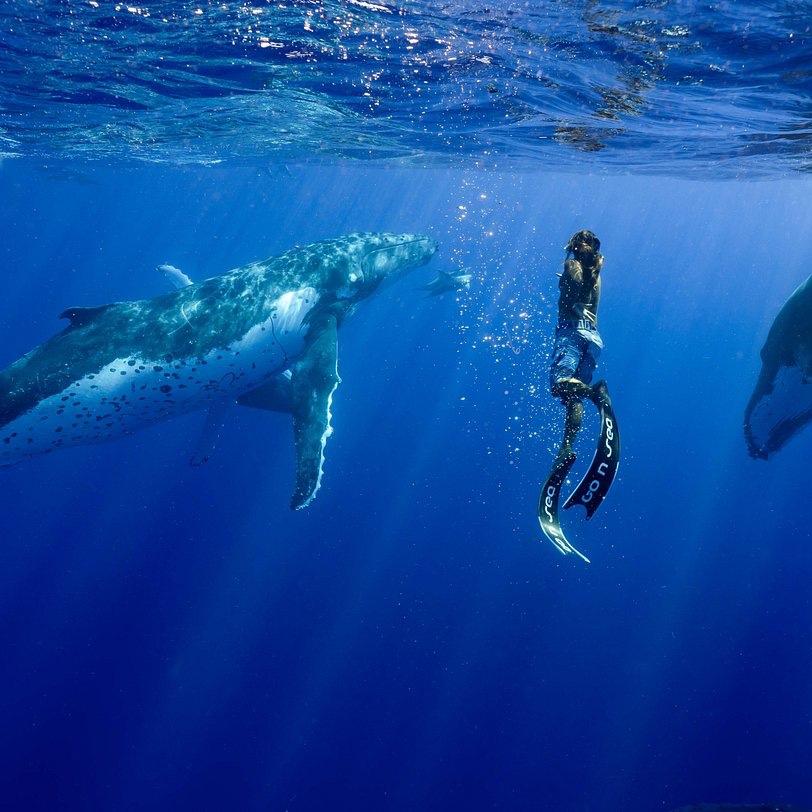 Guided Whale Swim in Moorea
