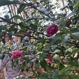 The State Botanical Garden of Georgia