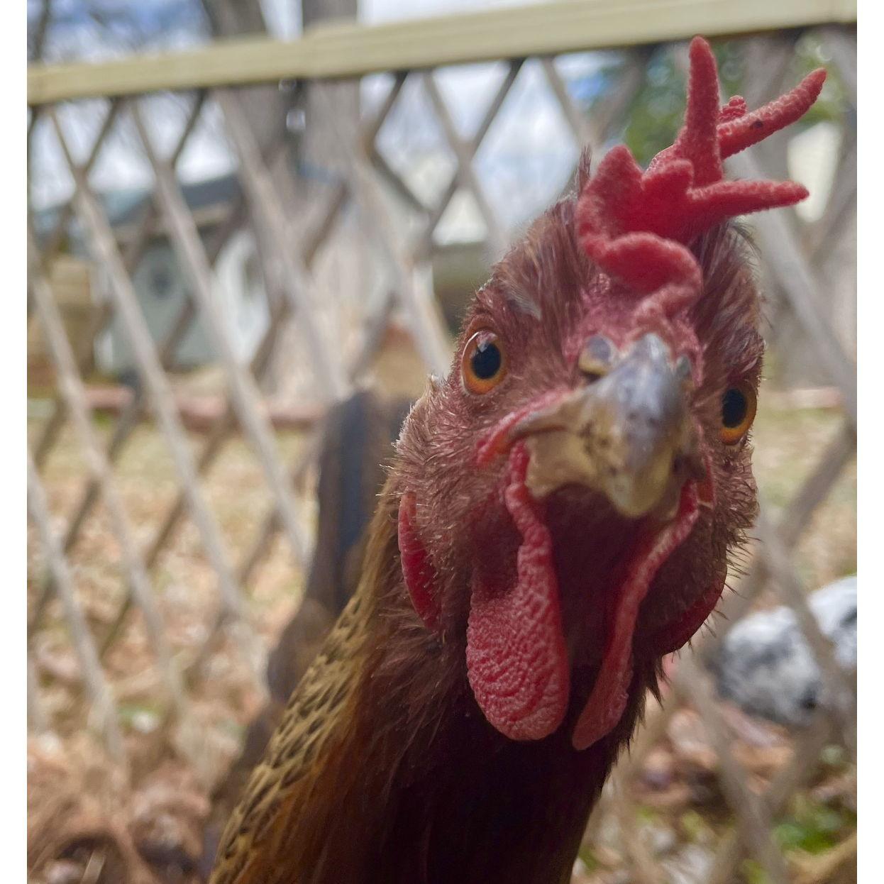 Brandi is large and in charge. She’s also one of our most curious birds, a bit of a bully and probably wants to speak with your manager.