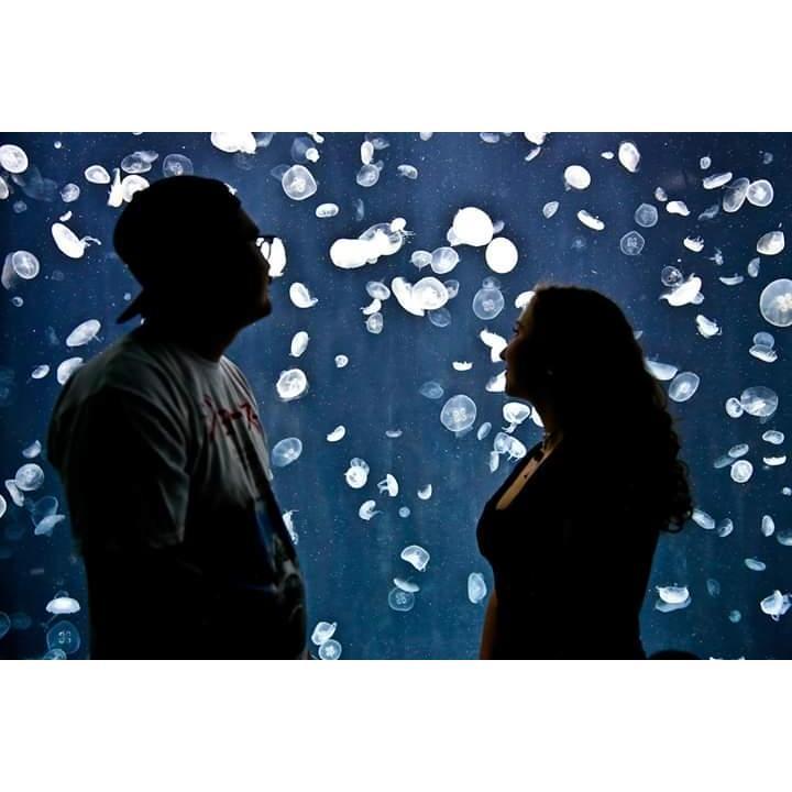 Jellies at the Osaka aquarium