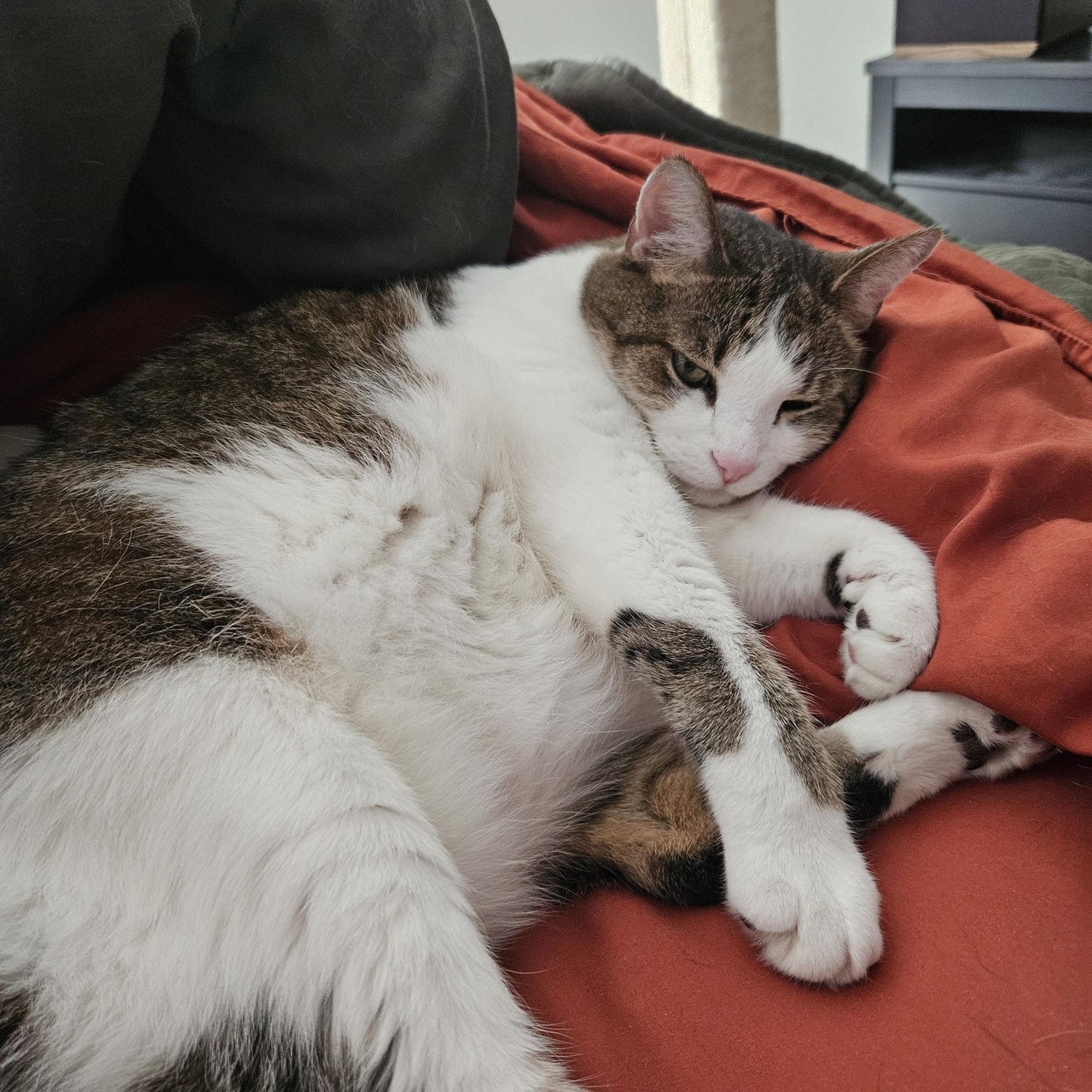 Buddy