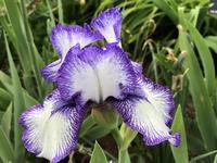 Denver Botanic Gardens