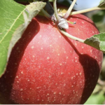 Berlin Orchards