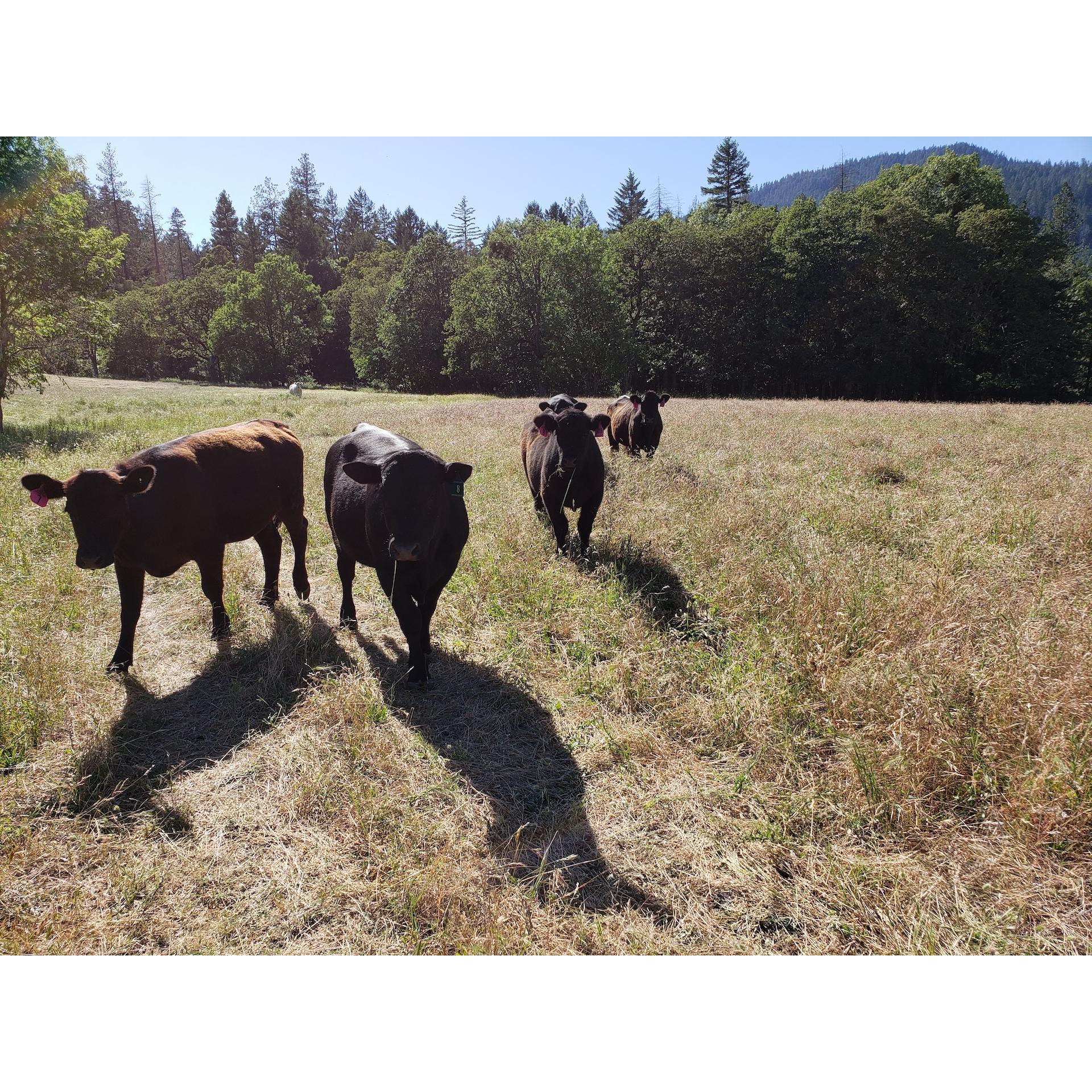 Friendly cows out to pasture. The ceremony will be in the forest behind them