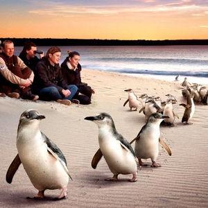 Wild Penguin Viewing - Melbourne Australia
