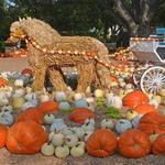 The Dallas Arboretum and Botanical Garden: Autumn at the Arboretum