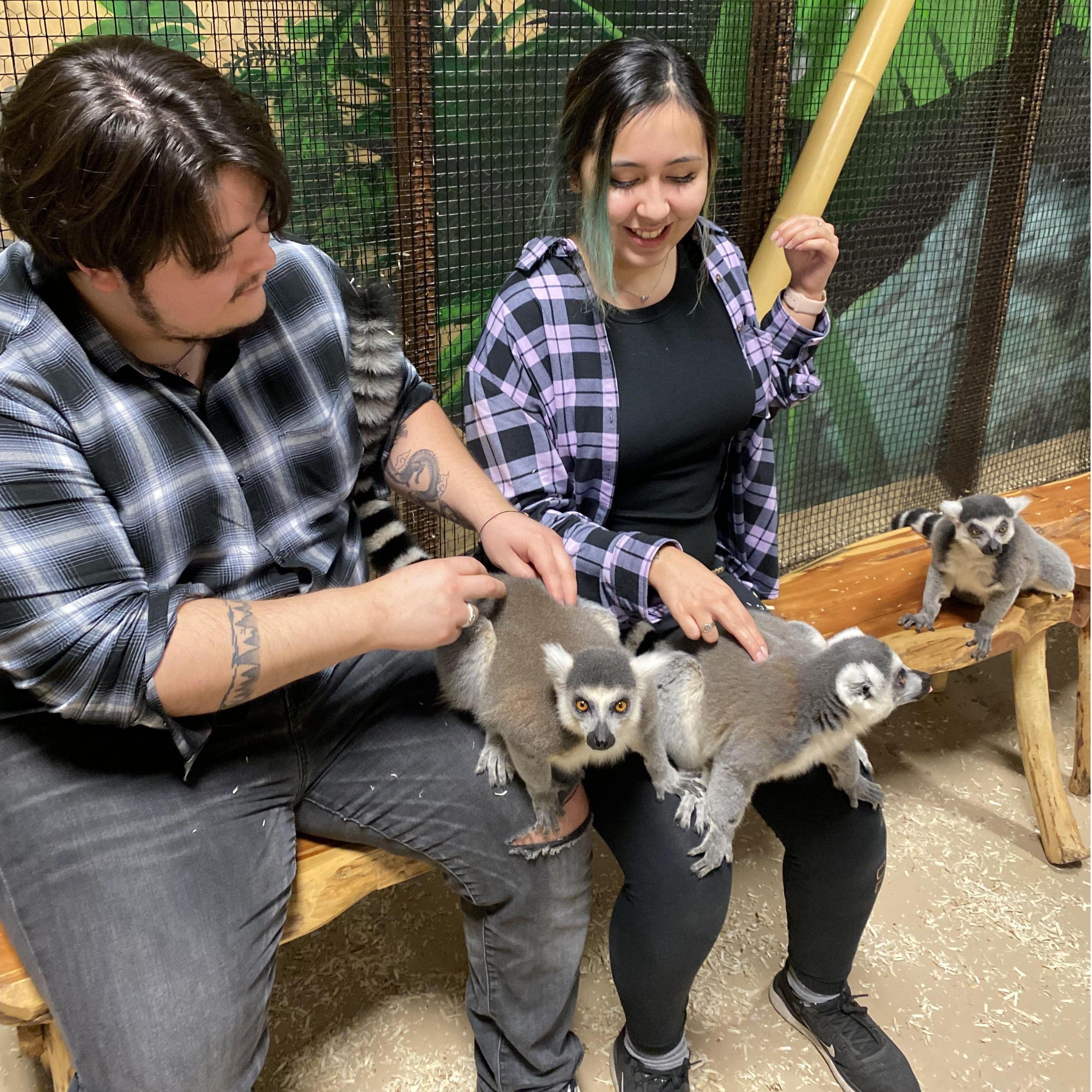 Fun fact: lemurs have matriarchal societies