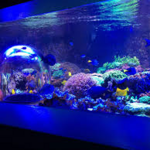 Butterfly House & Aquarium