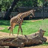 Fort Worth Zoo