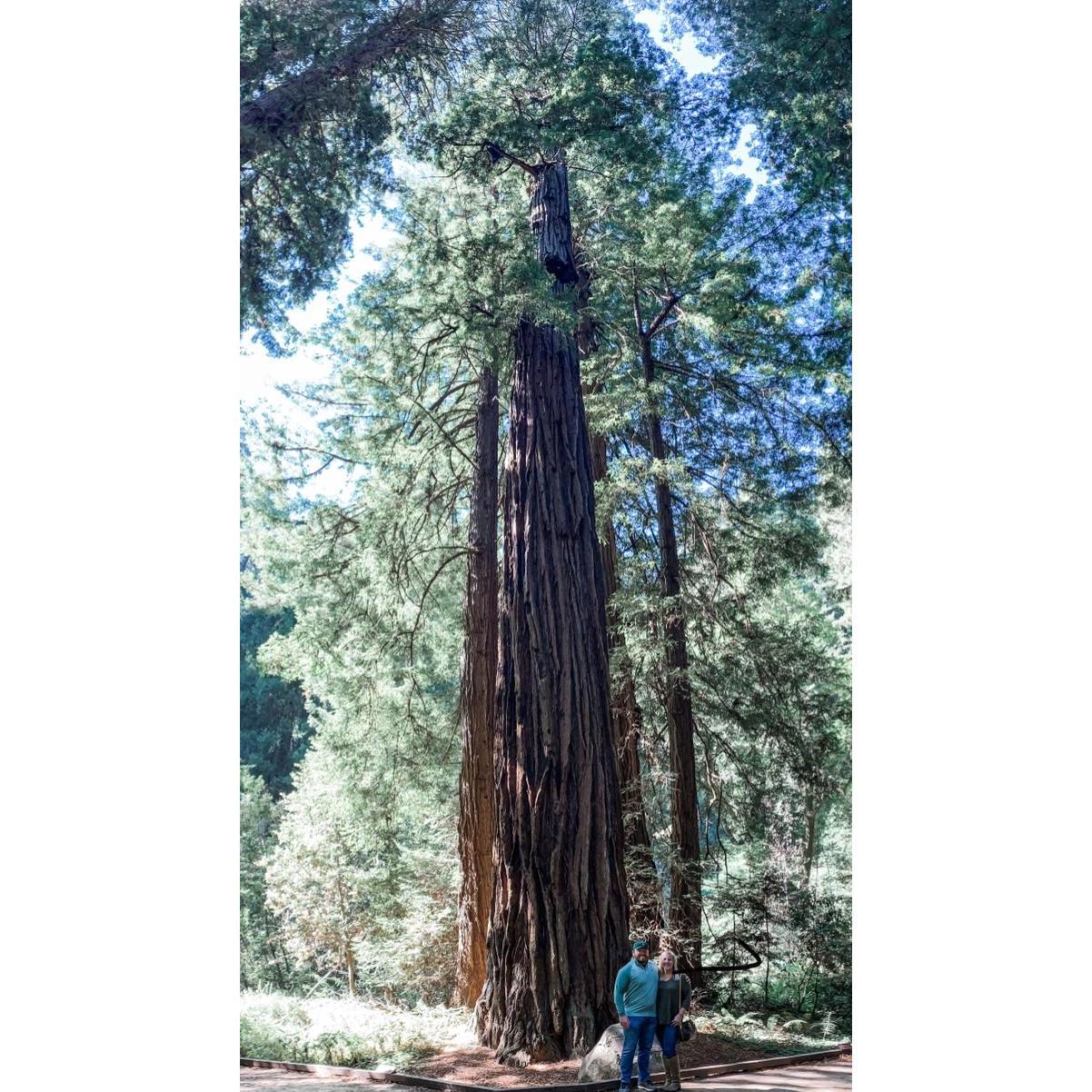 Muir Woods National Park