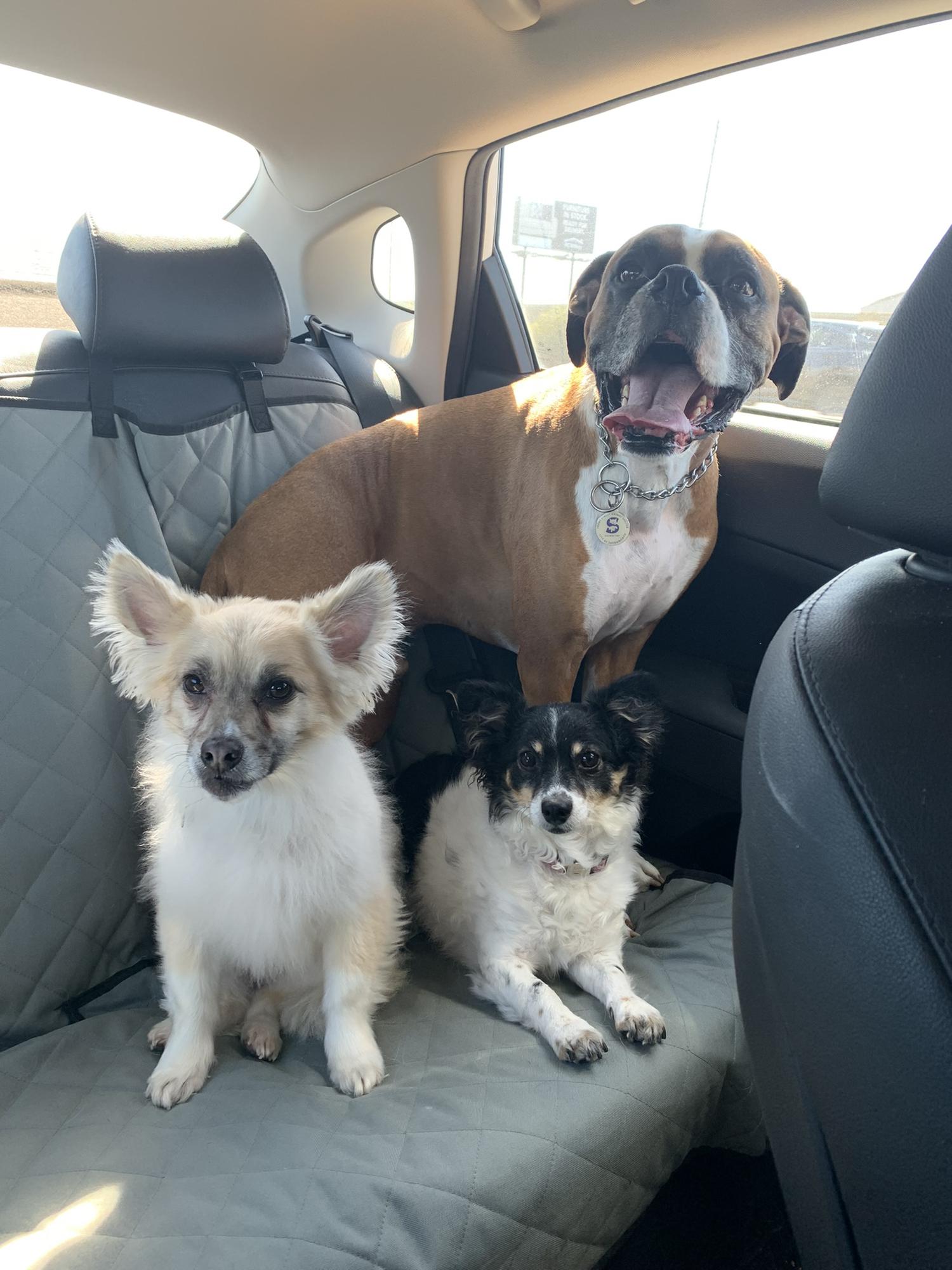 Our little fur family.