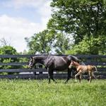 Hermitage Farm