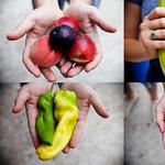 Charleston Farmers Market