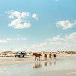 Wild Horse Adventure Tours