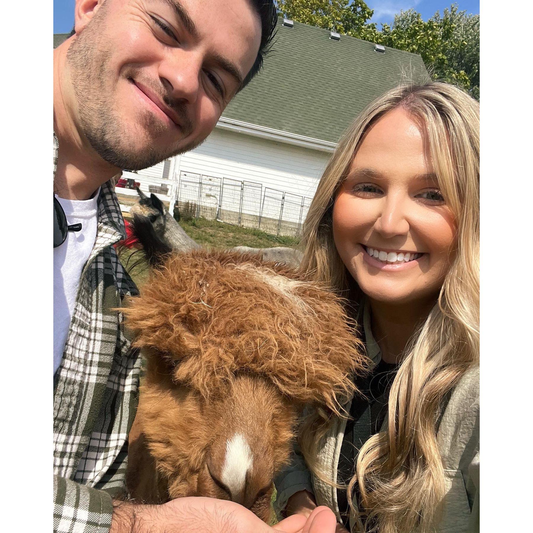 Alpaca love