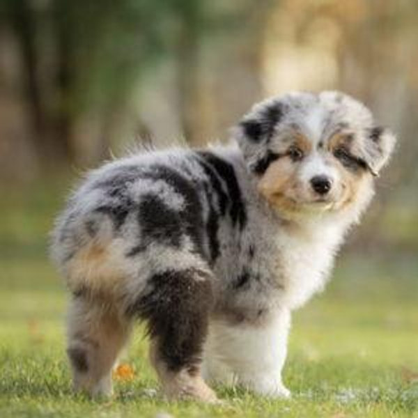 Future Pet Fund