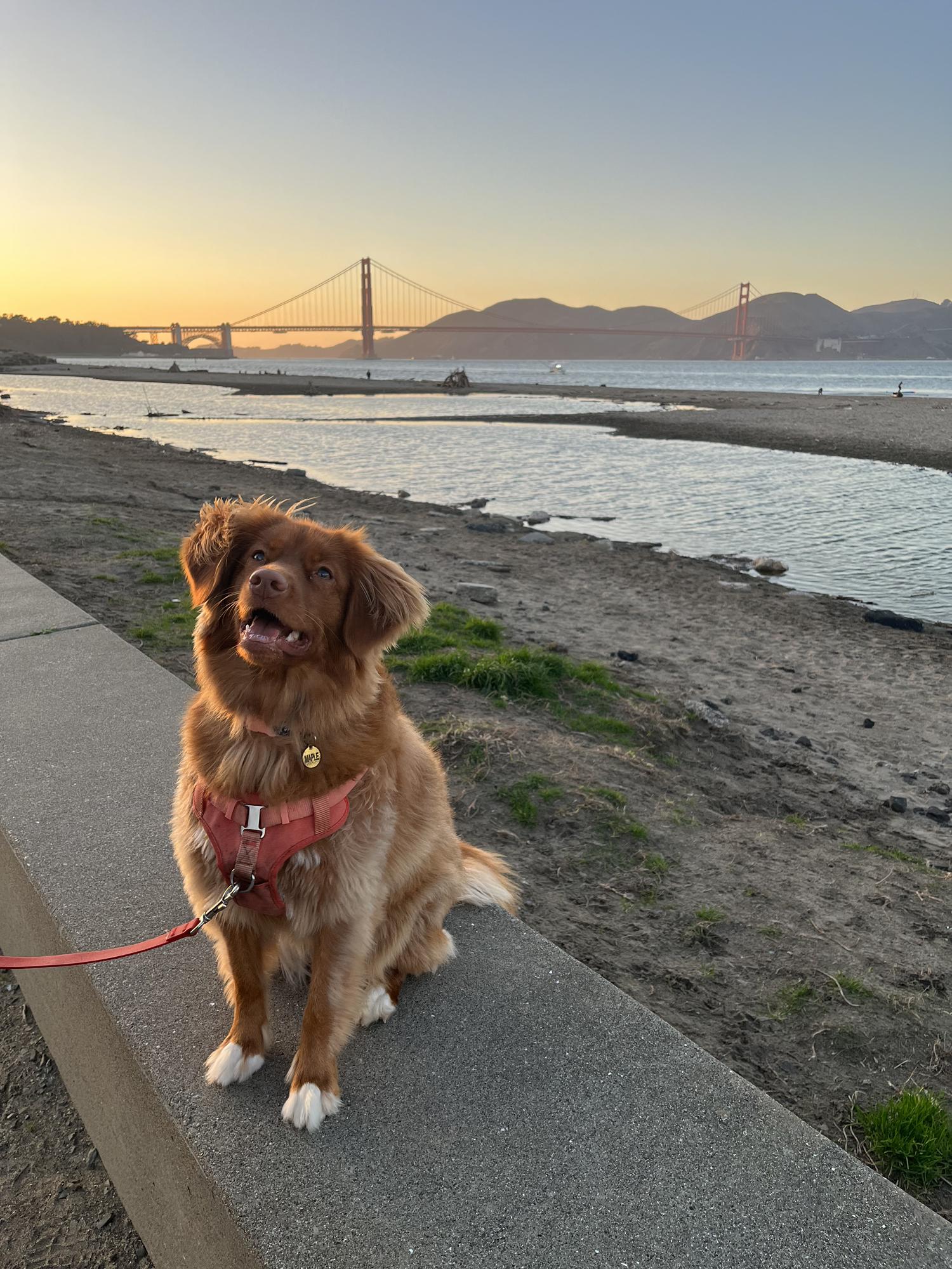 Maple in her favorite place - Crissy Fields Beach!