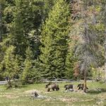 Yellowstone National Park
