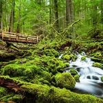 Olympic National Park