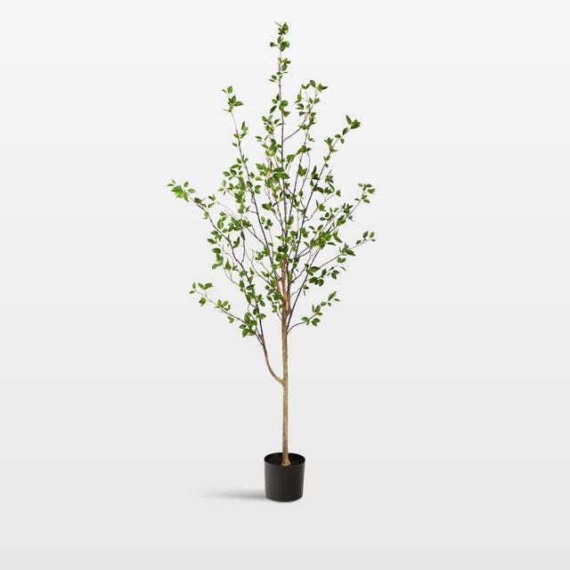 Faux Minimalist Citrus Tree 6.5'