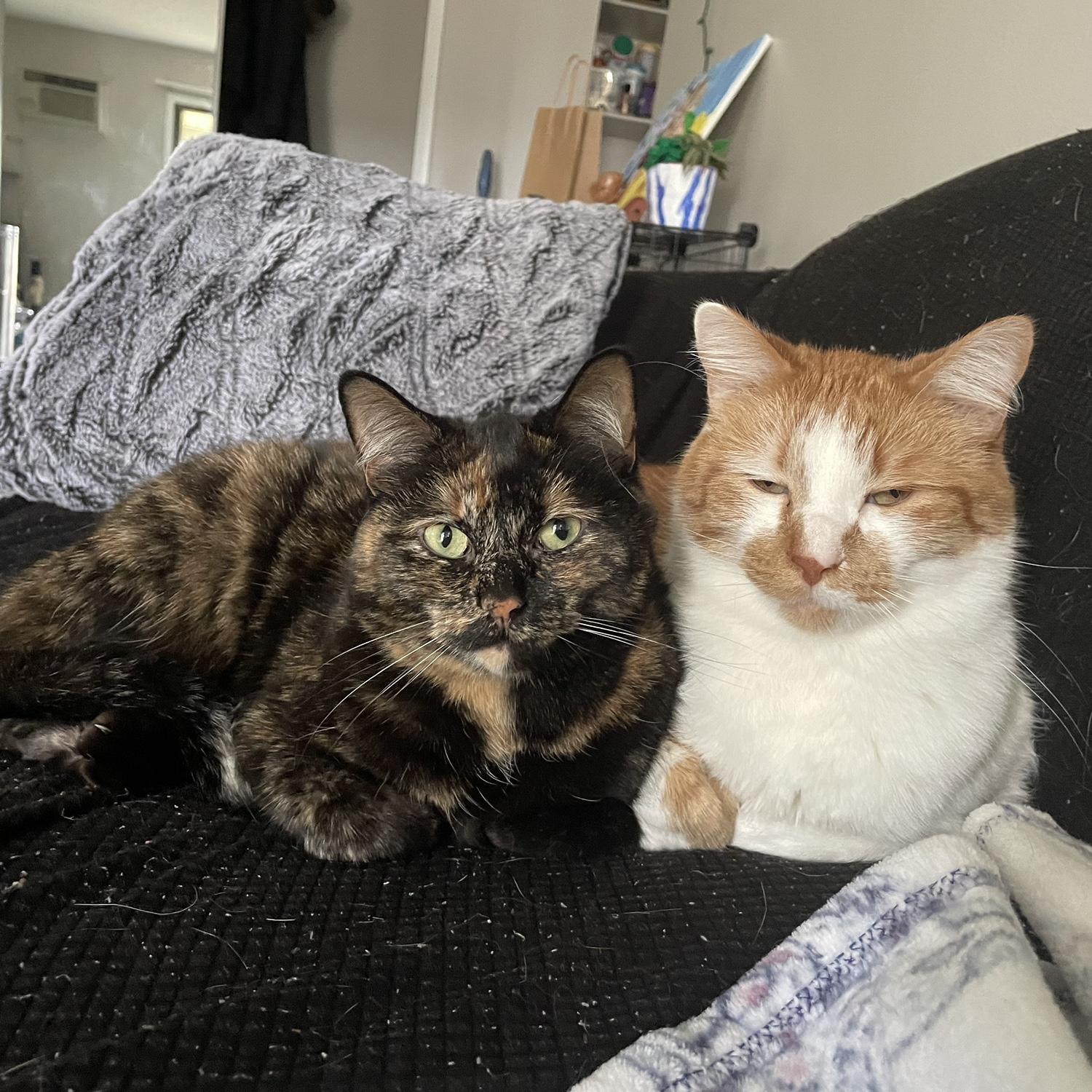 Our fur babies; Stormi and Jasper