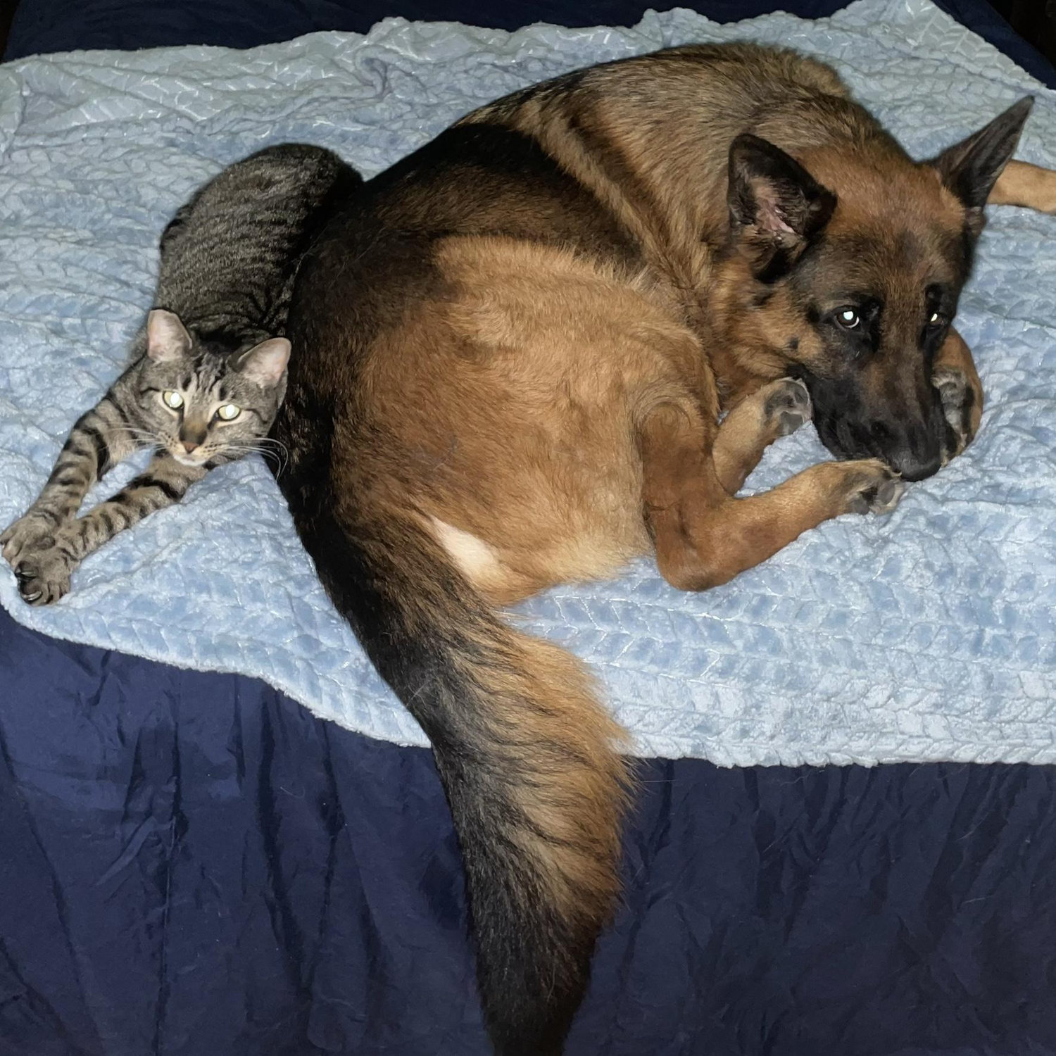Beanie and Atlas
