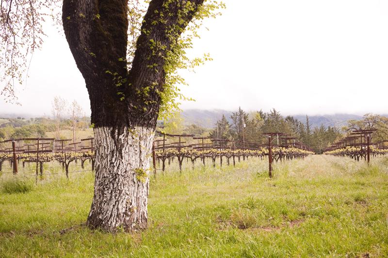 The Wedding Website of Morgan Cronin and Dan Goldman