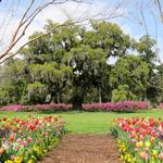 Airlie Gardens