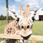 Safari North Wildlife Park