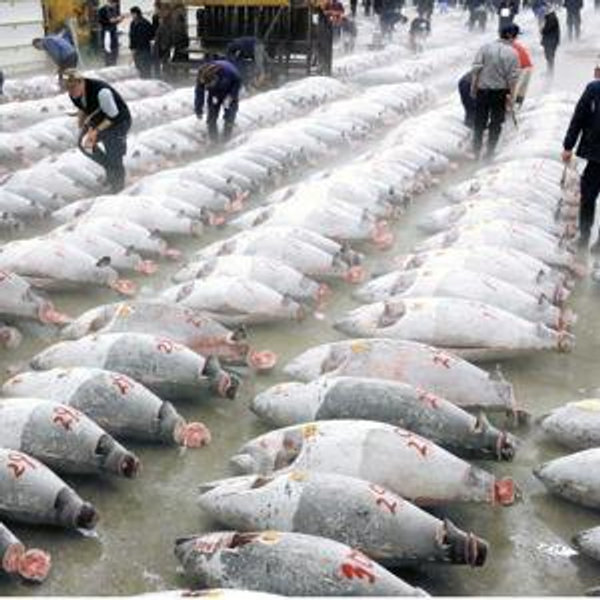 Tokyo Fish Market VIP Tour