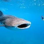 Swim with Whale Sharks