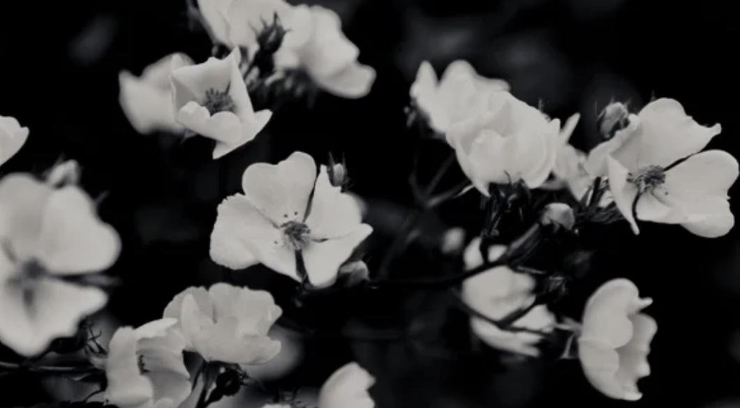 The Wedding Website of Justine Avila and Ismael Orosco