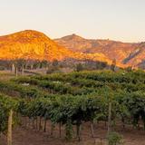 Orfila Vineyards and Winery