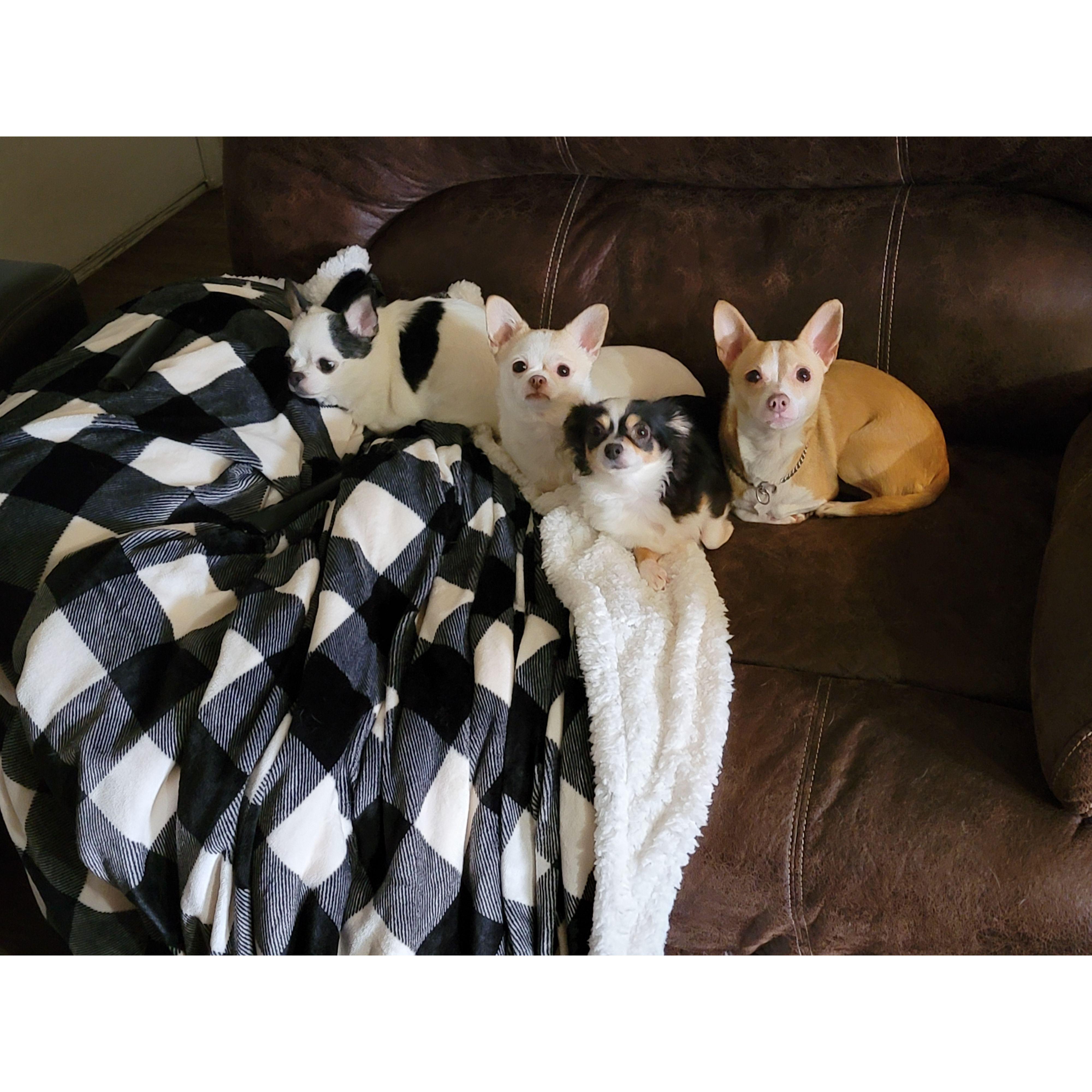 Our Chihuahua Crew