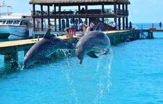 Swim with Dolphins