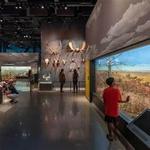 Bell Museum of natural history