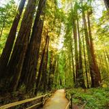 Muir Woods National Monument