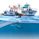 Dolphins and You: Watch Dolphins in Oahu