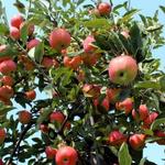 Poverty Lane Orchards and Farnum Hill Ciders