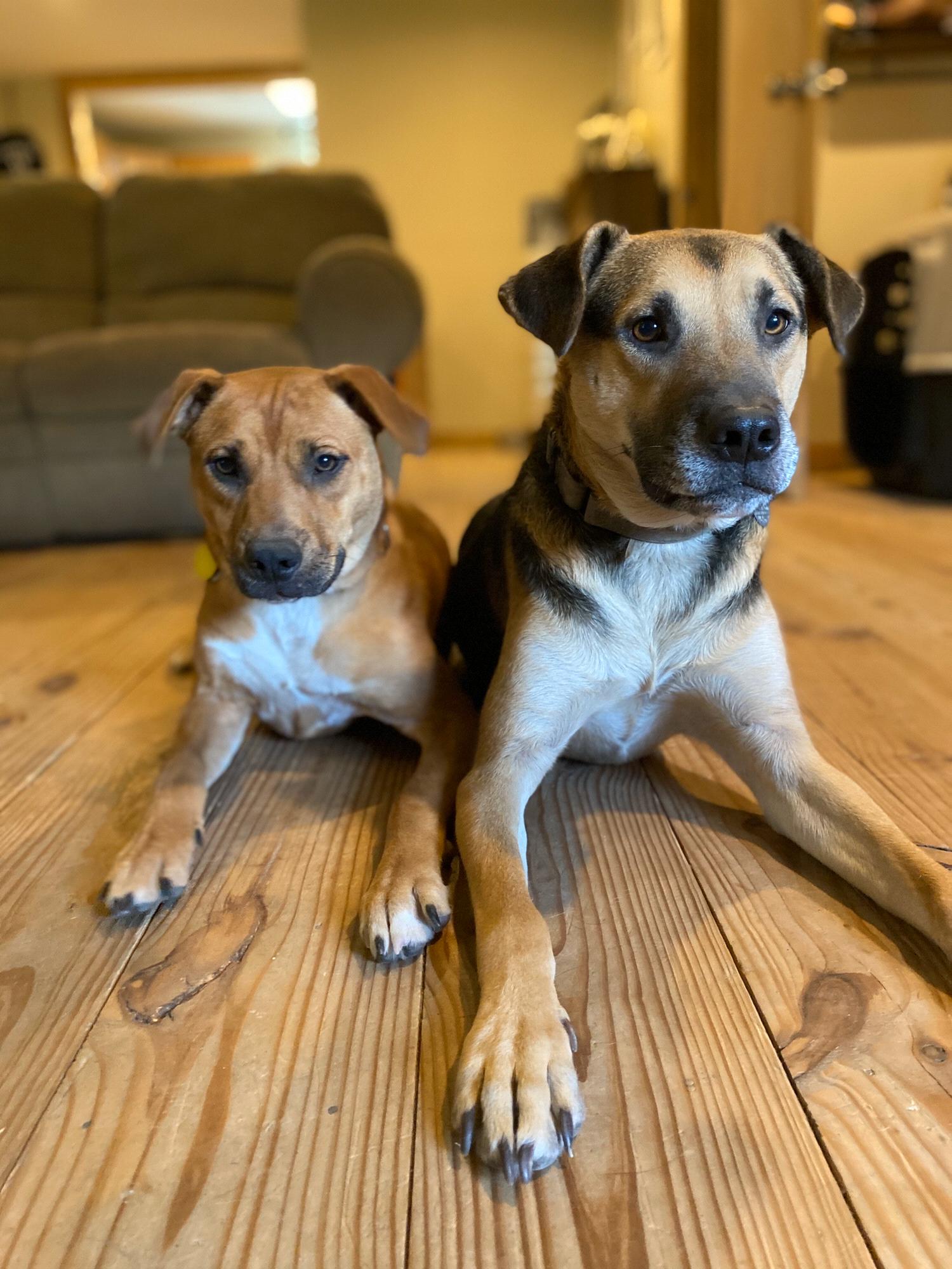 Our Fur babies: Liberty & Justice