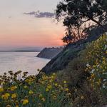 Douglas Family Preserve & Arroyo Burro Beach