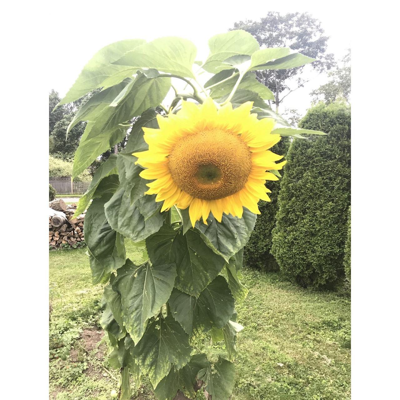 Late August, 2017, Aaron gave Becky a tour of his garden! Biggest sunflower award! 