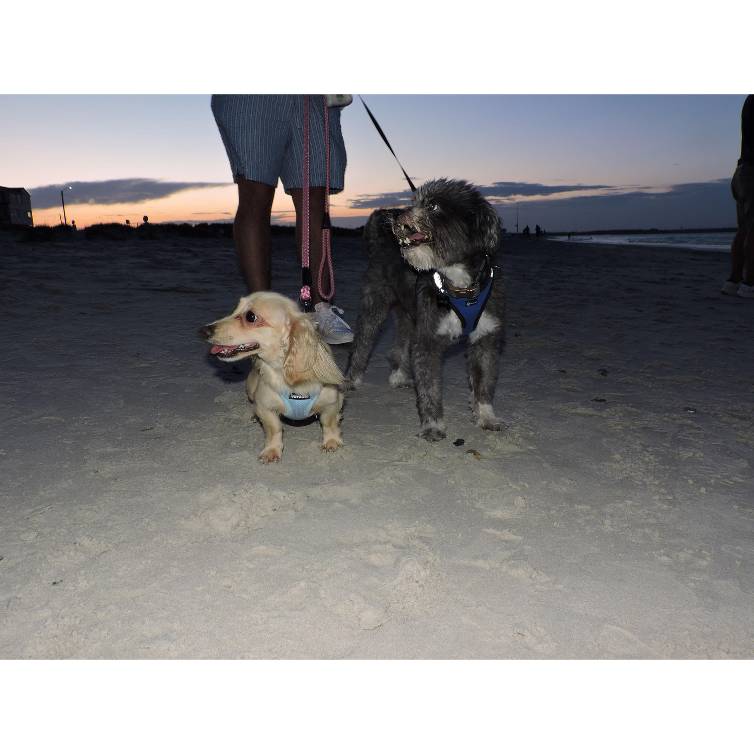 Honey with her best buddy Romulus!
