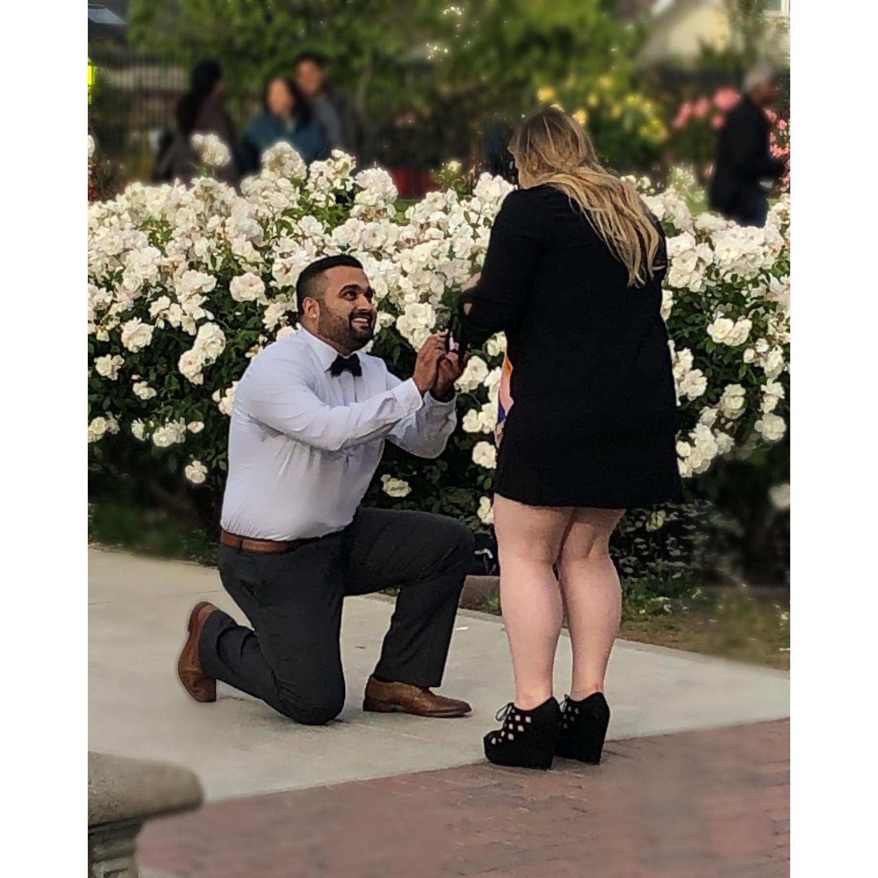 On their 10 year anniversary, Javi led Madi to the San Jose Rose Garden where he got down on one knee and asked her to marry him in front of their immediate families.