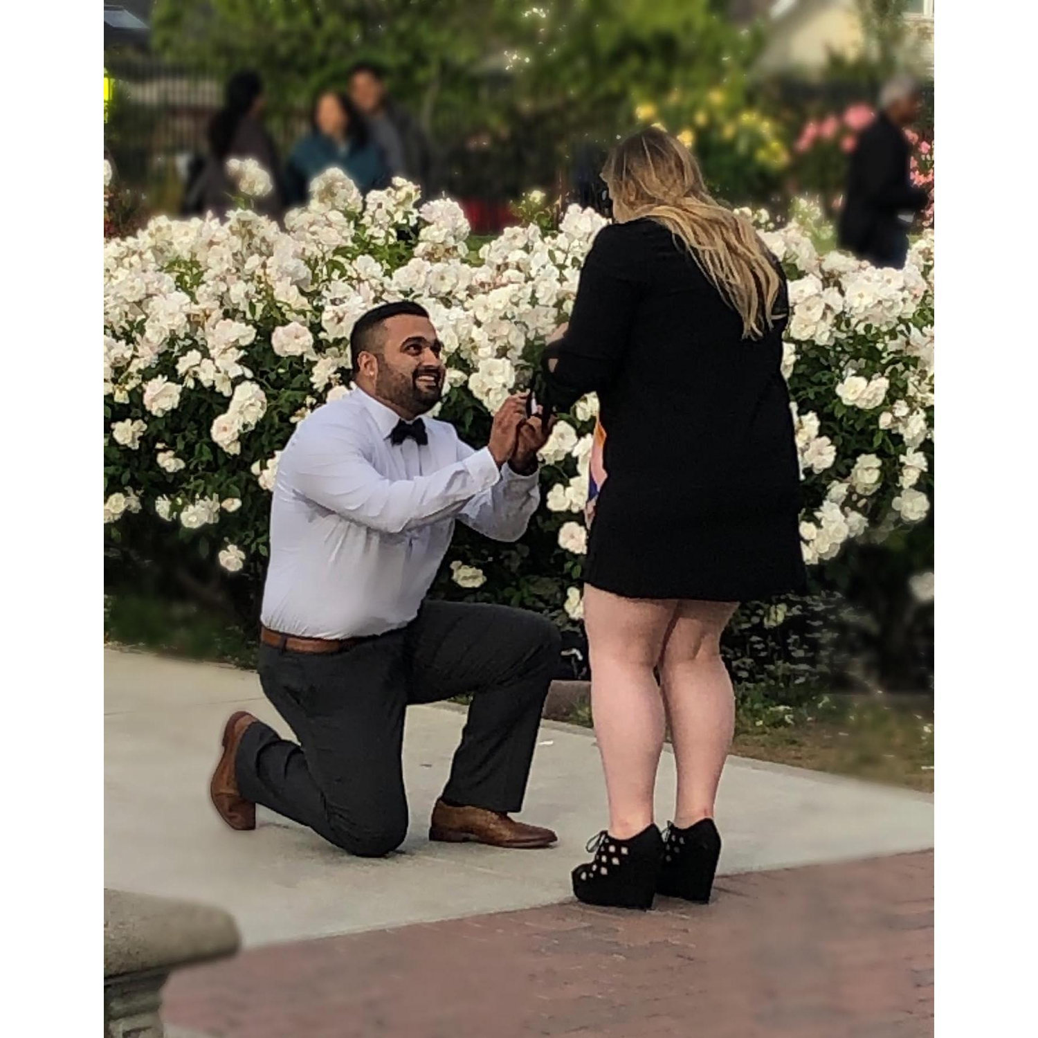 On their 10 year anniversary, Javi led Madi to the San Jose Rose Garden where he got down on one knee and asked her to marry him in front of their immediate families.