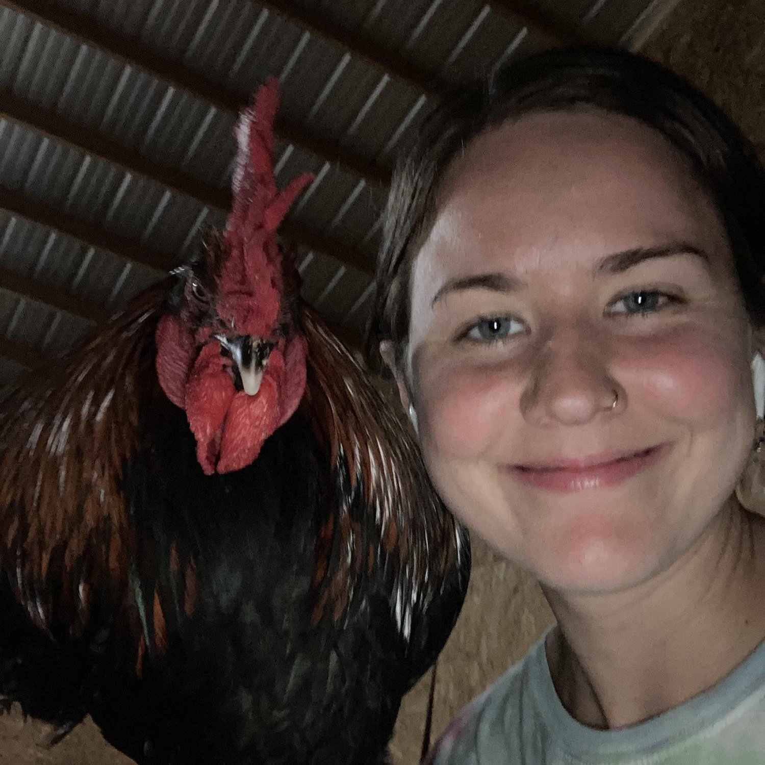 Our nice Rooster, he always gets bullied by the others so he sleeps in the barn by himself